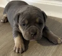 KAY, a female American Bully for sale in Winder, GA – Photo 1 of 9