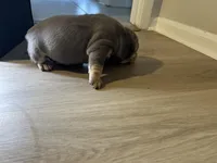 KAY, a female American Bully for sale in Winder, GA – Photo 6 of 9