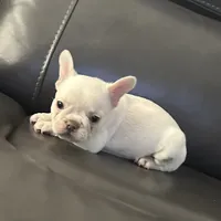 Matt, a male French Bulldog for sale in Tucker, GA – 6 of 7