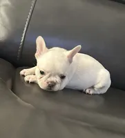 Matt, a male French Bulldog for sale in Tucker, GA – 5 of 7