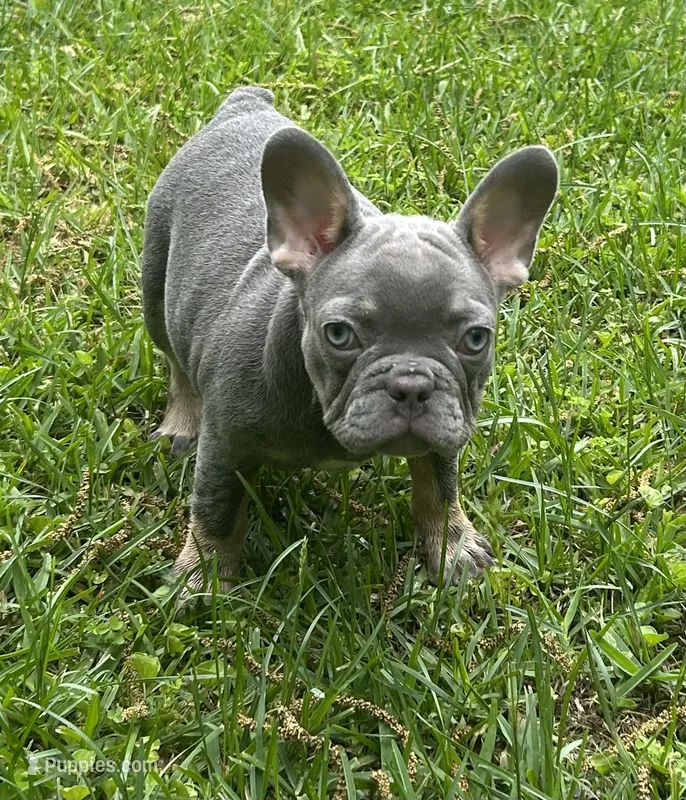 Mia – French Bulldog puppy for sale in Tucker, GA