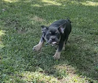 Bruce, a male French Bulldog for sale in Tucker, GA – 3 of 9
