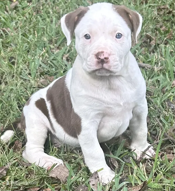 Tina – American Bully puppy for sale in Tucker, GA