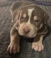 Tee, a female American Bully for sale in Tucker, GA – 9 of 9