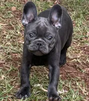 Blue, a male French Bulldog for sale in Tucker, GA – 2 of 6