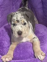 Lena, a female American Bully for sale in Tucker, GA – 4 of 7