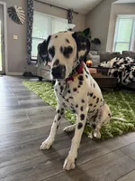Reef, a male Dalmatian for sale in Lincoln, NE – 2 of 9