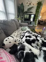 Reef, a male Dalmatian for sale in Lincoln, NE – 5 of 9