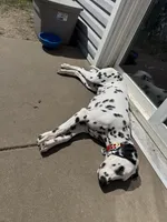 Reef, a male Dalmatian for sale in Lincoln, NE – 8 of 9