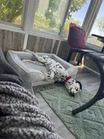 Reef, a male Dalmatian for sale in Lincoln, NE – 9 of 9