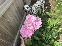 Reef, a male Dalmatian for sale in Lincoln, NE – 4 of 9