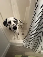 Reef, a male Dalmatian for sale in Lincoln, NE – 3 of 9