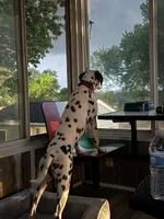 Reef, a male Dalmatian for sale in Lincoln, NE – 7 of 9