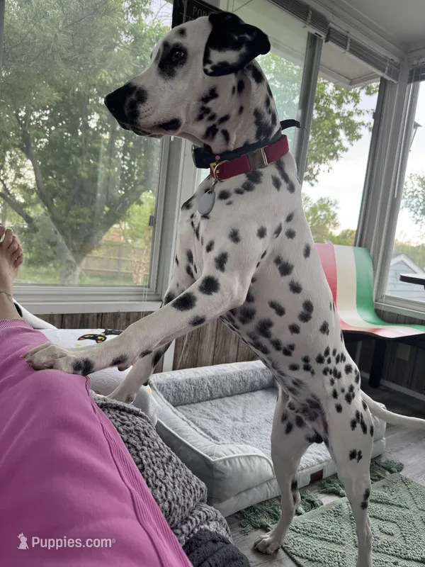 Reef – Dalmatian puppy for sale in Lincoln, NE