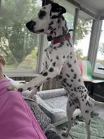 Reef, a male Dalmatian for sale in Lincoln, NE – 1 of 9