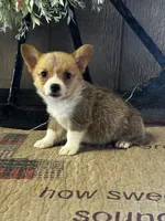 AKC Penelope, a female Pembroke Welsh Corgi for sale in Mayslick, KY – 4 of 10