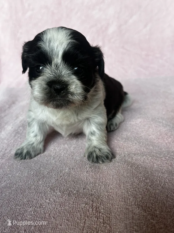 CKC Shadow – Shih Tzu puppy for sale in Mayslick, KY