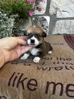 AKC Prince, a male Pembroke Welsh Corgi for sale in Mayslick, KY – 3 of 6