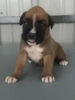 Brock, a male Boxer for sale in Mayslick, KY – 6 of 7