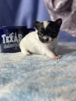 Chica, a female Chihuahua for sale in Mayslick, KY – 2 of 9
