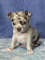 Cody, a male Chihuahua for sale in Mayslick, KY – 6 of 10