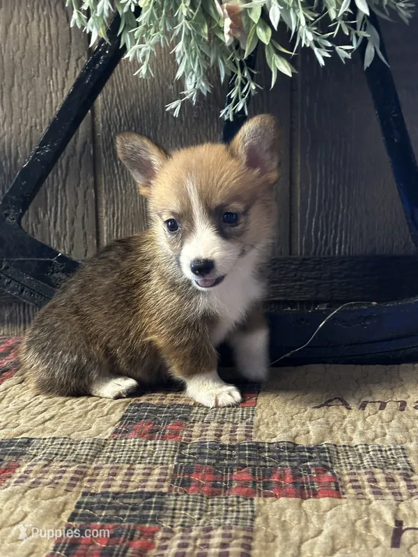 Precious – Pembroke Welsh Corgi puppy for sale in Mayslick, KY