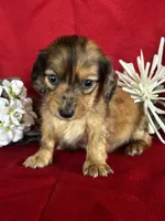 Darcy, a female Miniature Dachshund for sale in Mayslick, KY – 8 of 9