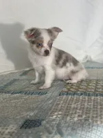 CKC Claudia, a female Chihuahua for sale in Mayslick, KY – 2 of 10