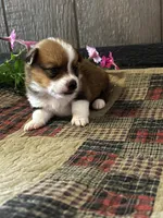 Prudence, a female Pembroke Welsh Corgi for sale in Mayslick, KY – 6 of 6