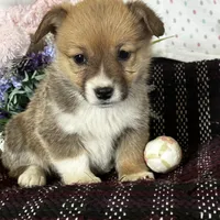 AKC Peeka, a female Pembroke Welsh Corgi for sale in Mayslick, KY – Photo 4 of 10