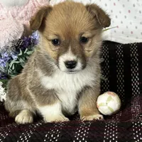 AKC Peeka, a female Pembroke Welsh Corgi for sale in Mayslick, KY – Photo 5 of 10