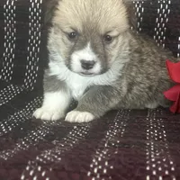 AKC Peeka, a female Pembroke Welsh Corgi for sale in Mayslick, KY – Photo 10 of 10