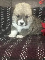 Peeka, a female Pembroke Welsh Corgi for sale in Mayslick, KY – Photo 7 of 7