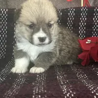 AKC Peeka, a female Pembroke Welsh Corgi for sale in Mayslick, KY – Photo 9 of 10