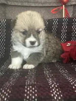 Peeka, a female Pembroke Welsh Corgi for sale in Mayslick, KY – Photo 6 of 7
