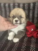 Peeka, a female Pembroke Welsh Corgi for sale in Mayslick, KY – Photo 2 of 7