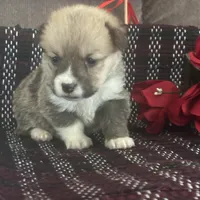 AKC Peeka, a female Pembroke Welsh Corgi for sale in Mayslick, KY – Photo 7 of 10