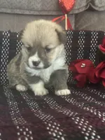 Peeka, a female Pembroke Welsh Corgi for sale in Mayslick, KY – Photo 3 of 7