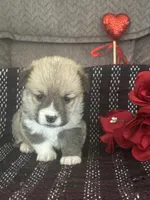 Peeka, a female Pembroke Welsh Corgi for sale in Mayslick, KY – Photo 5 of 7