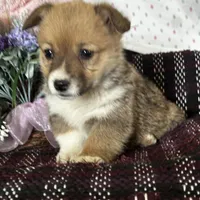 AKC Peeka, a female Pembroke Welsh Corgi for sale in Mayslick, KY – Photo 2 of 10