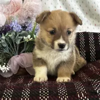 AKC Peeka, a female Pembroke Welsh Corgi for sale in Mayslick, KY – Photo 1 of 10