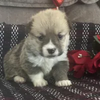 AKC Peeka, a female Pembroke Welsh Corgi for sale in Mayslick, KY – Photo 6 of 10