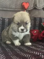 Peeka, a female Pembroke Welsh Corgi for sale in Mayslick, KY – Photo 1 of 7