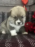 Peeka, a female Pembroke Welsh Corgi for sale in Mayslick, KY – Photo 4 of 7