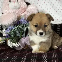 AKC Peeka, a female Pembroke Welsh Corgi for sale in Mayslick, KY – Photo 3 of 10