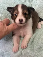 Shadow, a male Shetland Sheepdog for sale in Mayslick, KY – 2 of 5