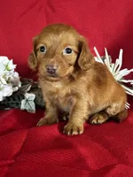 Dana, a female Miniature Dachshund for sale in Mayslick, KY – 9 of 10