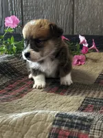 Presley, a male Pembroke Welsh Corgi for sale in Mayslick, KY – 2 of 6