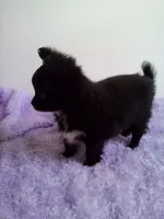 Cora, a female Chihuahua for sale in Mayslick, KY – 5 of 6