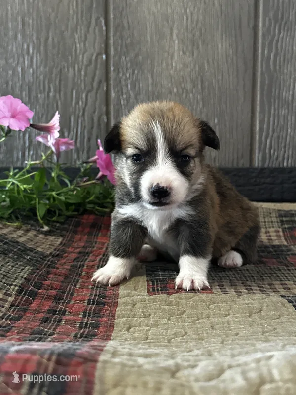 Precious – Pembroke Welsh Corgi puppy for sale in Mayslick, KY